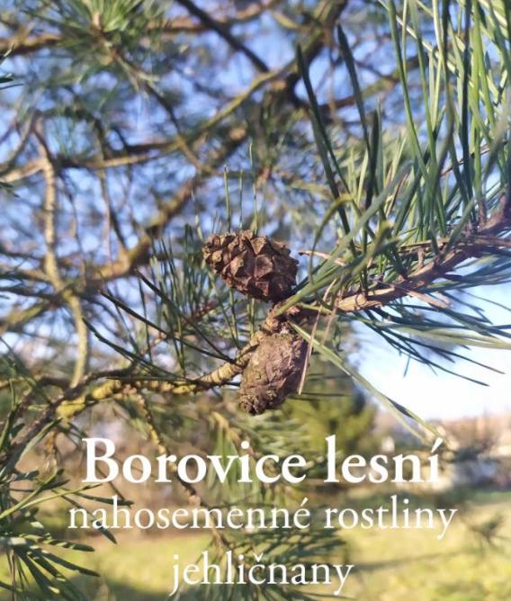 Taxonomie rostlin - sedmáci - 15