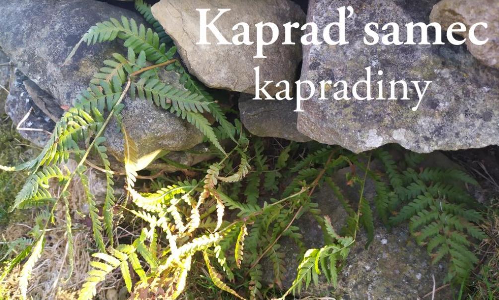 Taxonomie rostlin - sedmáci - 16