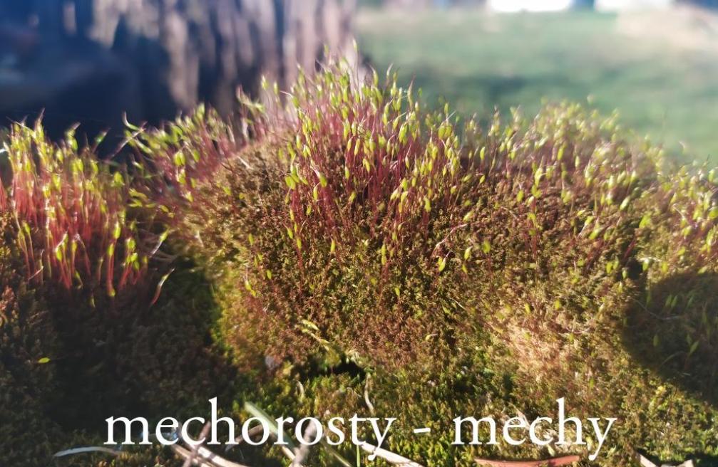 Taxonomie rostlin - sedmáci - 17