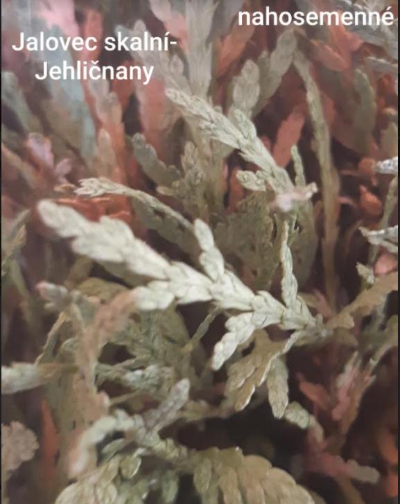 Taxonomie rostlin - sedmáci - 21