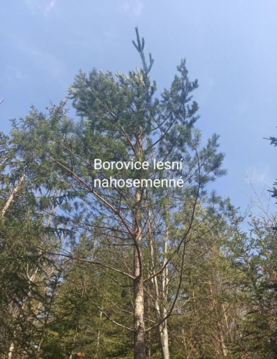 Taxonomie rostlin - sedmáci - 23