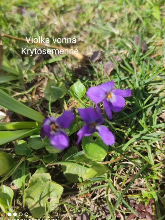 Taxonomie rostlin - sedmáci - 24