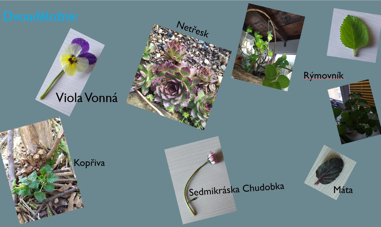 Taxonomie rostlin - sedmáci - 26