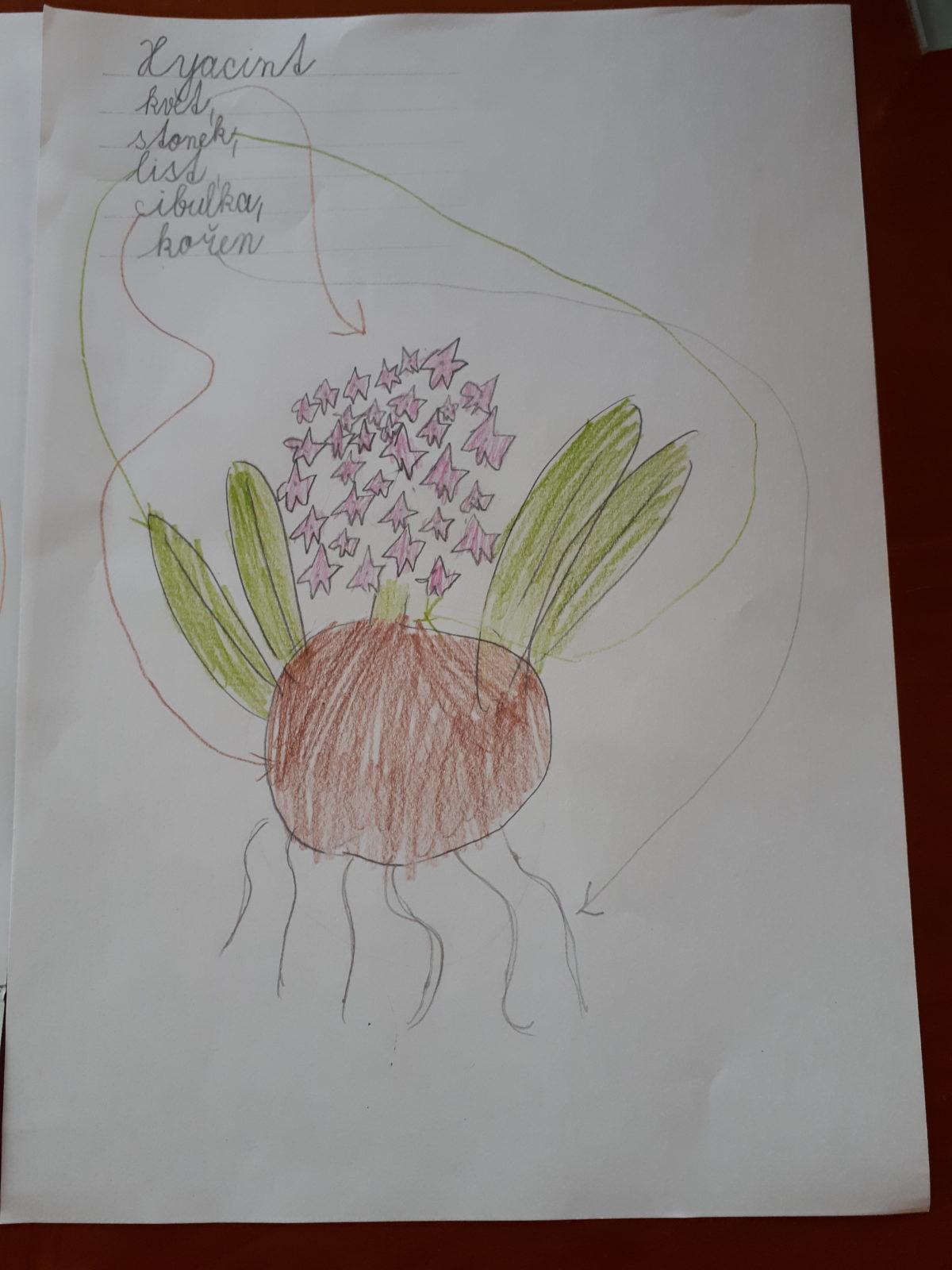 Aktivity druháčků v rámci domácího učení - pokračování - 10