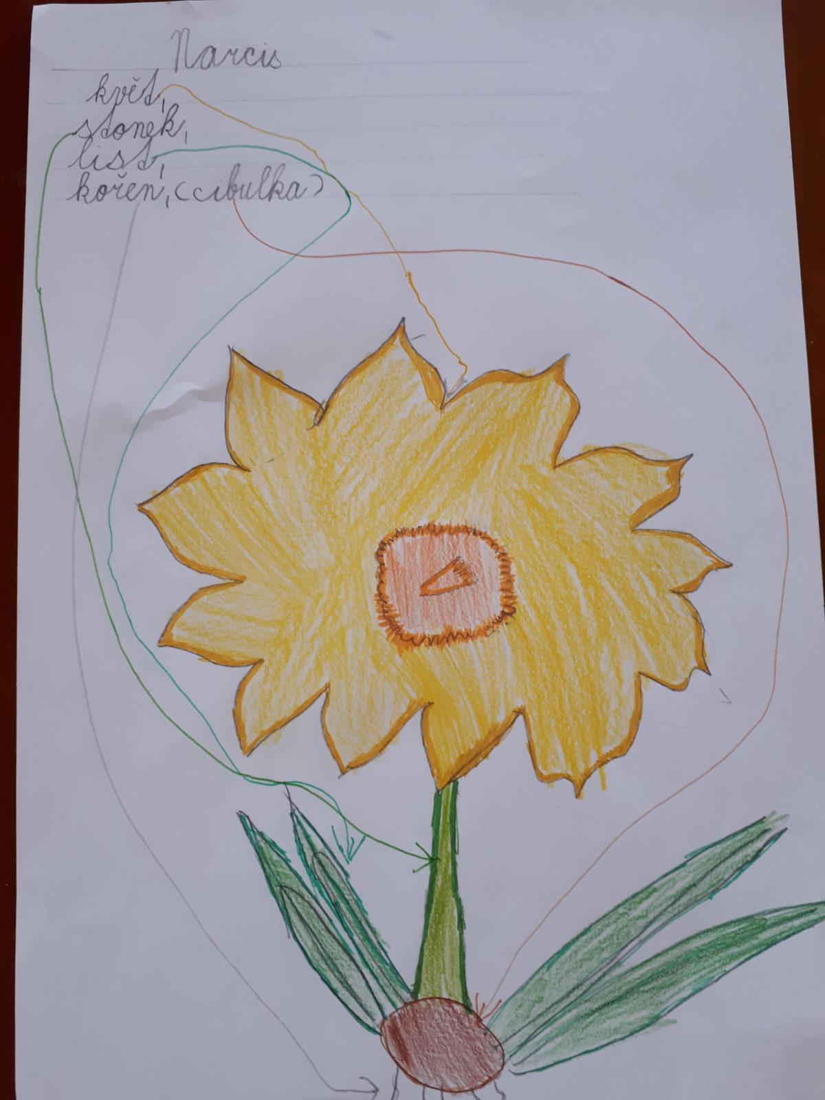 Aktivity druháčků v rámci domácího učení - pokračování - 11