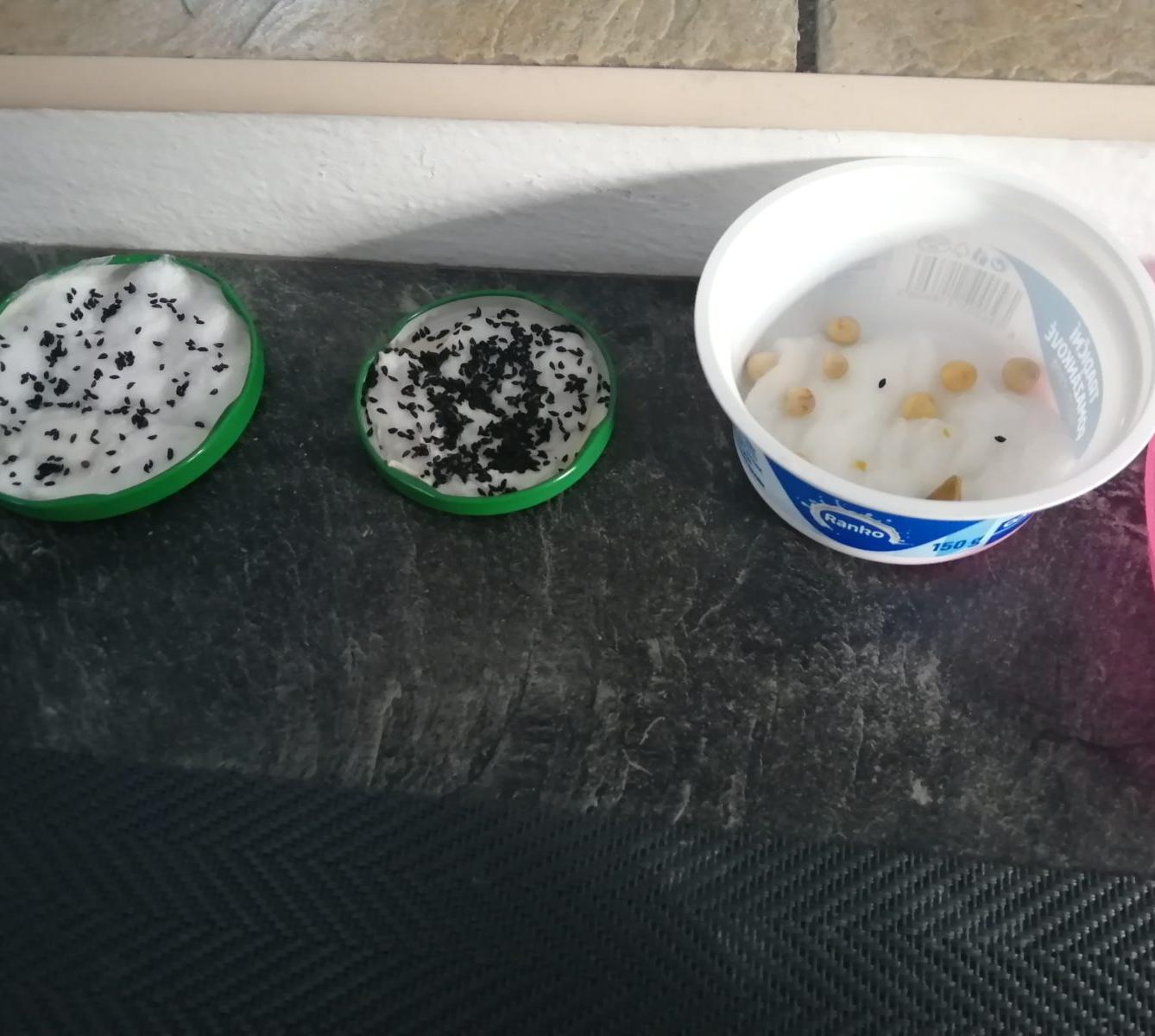 Aktivity druháčků v rámci domácího učení - pokračování - 12