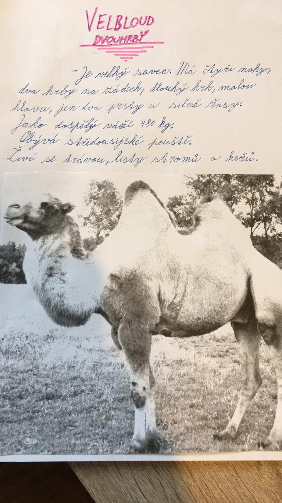 Škola doma v 5.B - 20