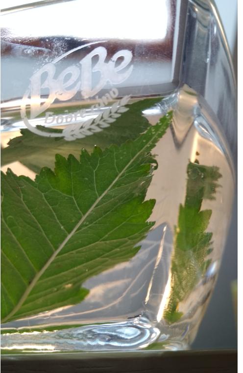 Laboratorní práce FOTOSYNTÉZA v 6.třídě - 13