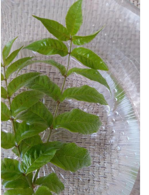 Laboratorní práce FOTOSYNTÉZA v 6.třídě - 14