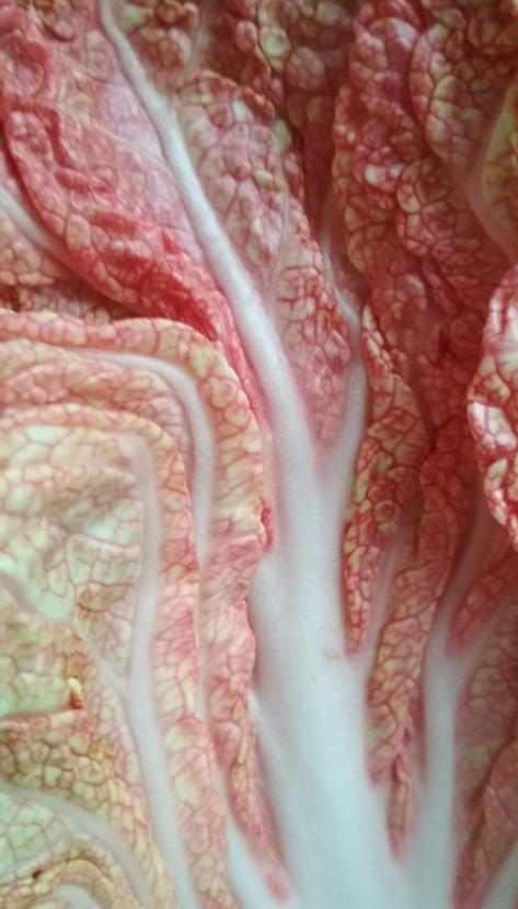 Laboratorní práce FOTOSYNTÉZA v 6.třídě - 15