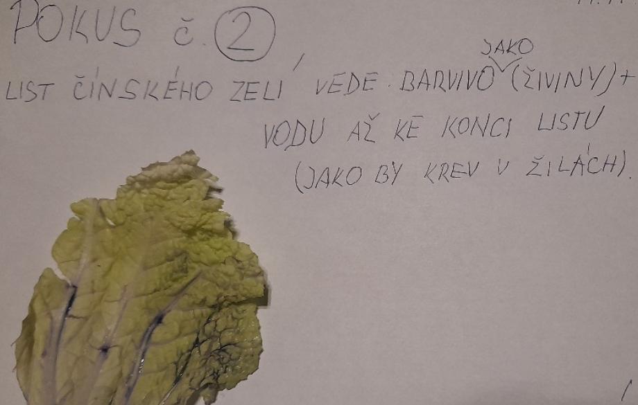 Laboratorní práce FOTOSYNTÉZA v 6.třídě - 16