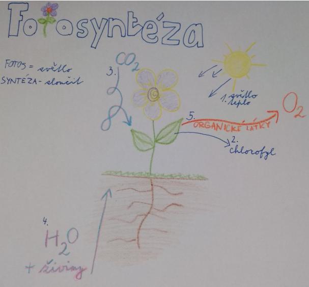 Laboratorní práce FOTOSYNTÉZA v 6.třídě - 18