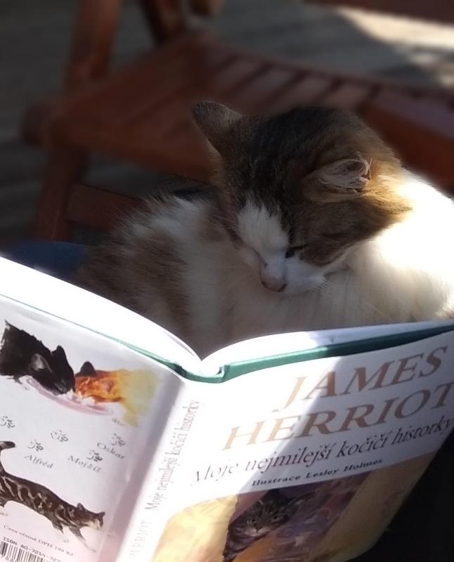 Literatura u osmáků - 28