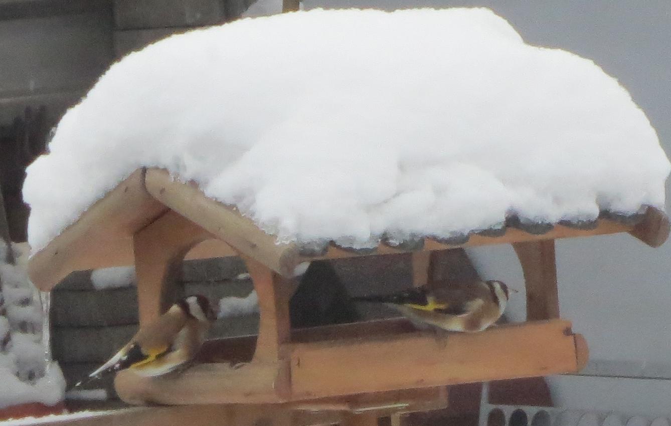 Nejkrásnějších 20 snímků z "Ptačí hodinky" - 17