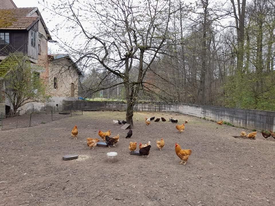 ŠD - návštěva hospodářství u Novotných - 3