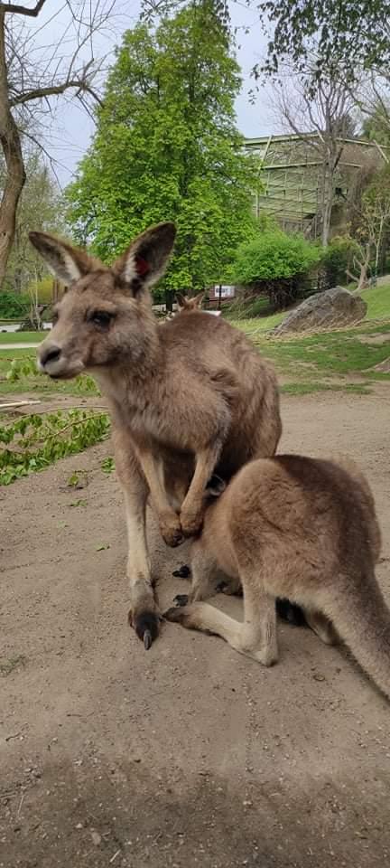 TLAPKY - Praha v ZOO - 59