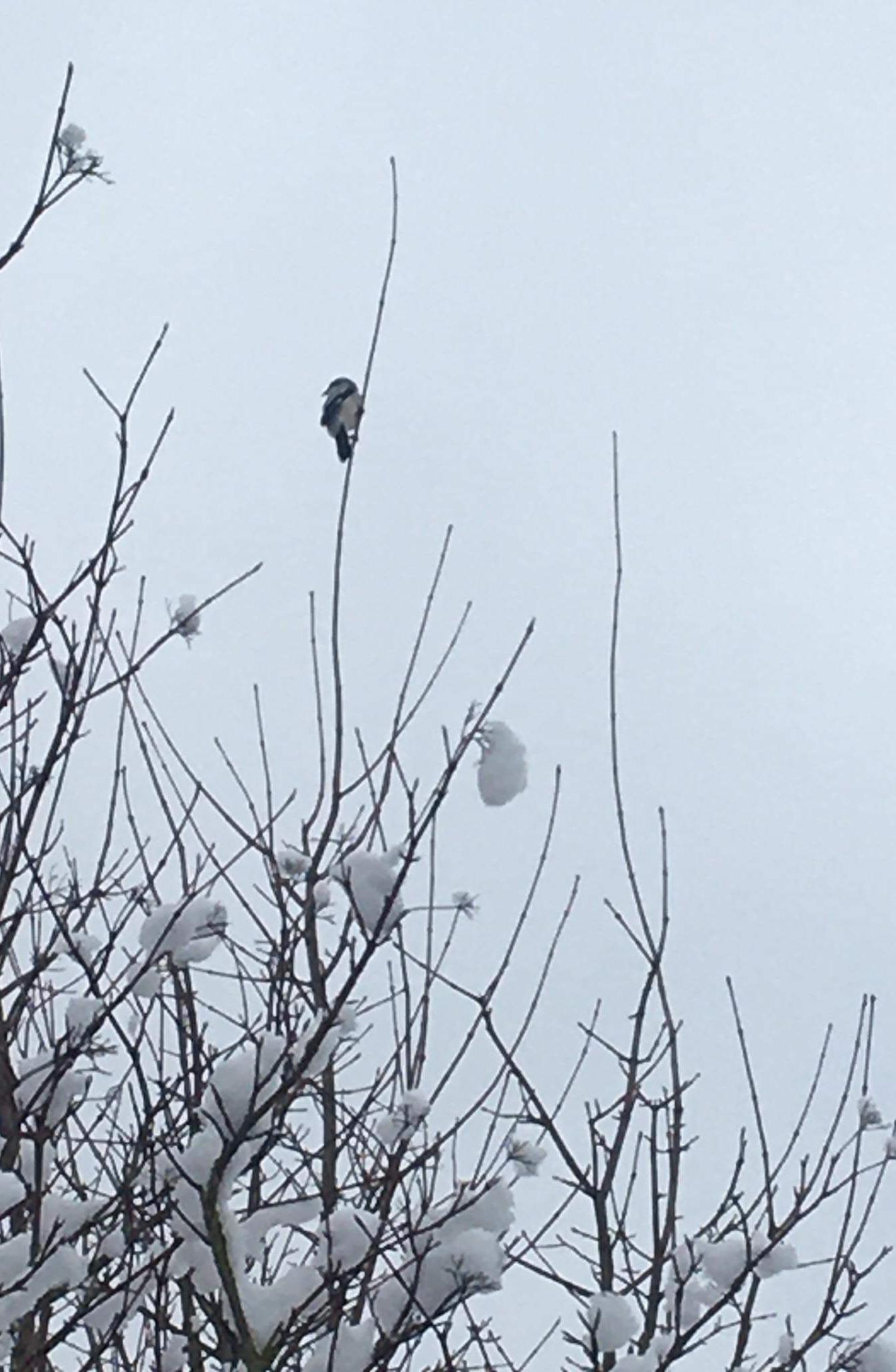 Nejkrásnějších 20 snímků z "Ptačí hodinky" - 18