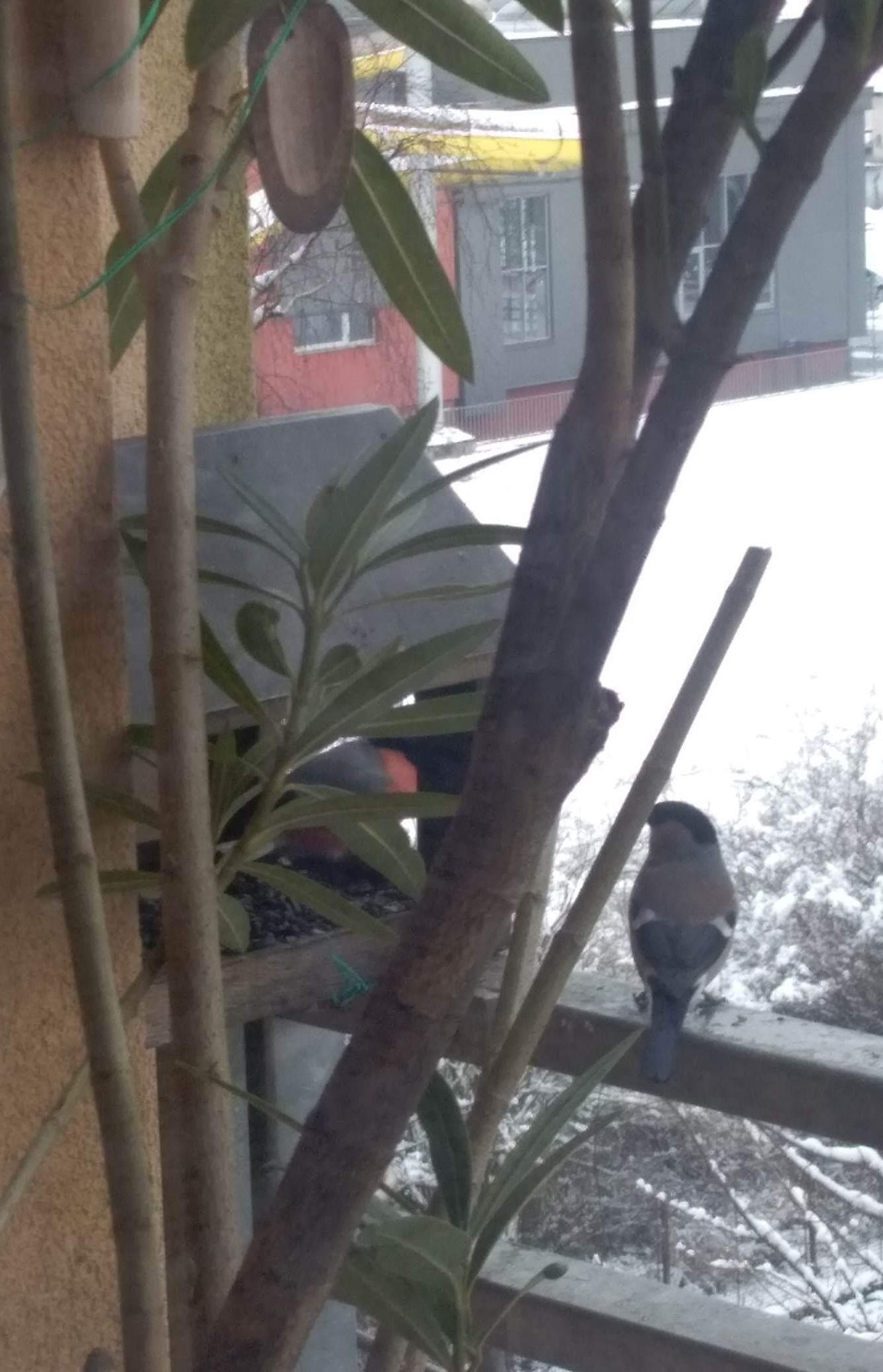 Nejkrásnějších 20 snímků z "Ptačí hodinky" - 19