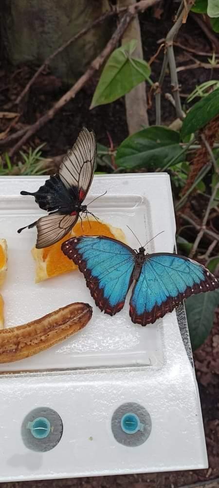 TLAPKY - 2 - motýlci a HAMELYS - 65