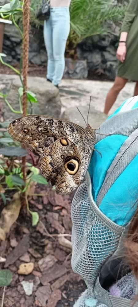 TLAPKY - 2 - motýlci a HAMELYS - 67