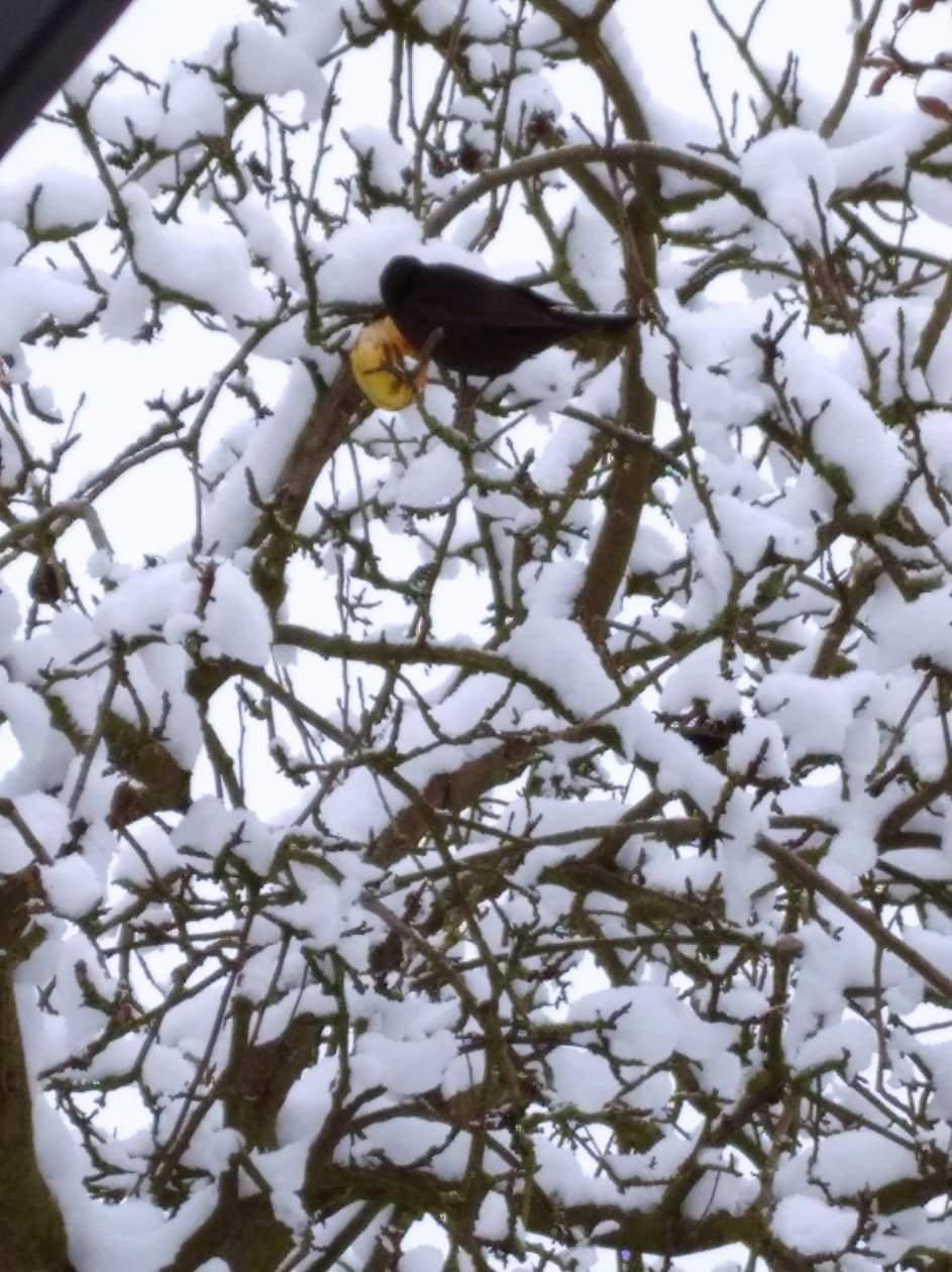 Nejkrásnějších 20 snímků z "Ptačí hodinky" - 20
