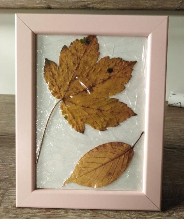 Laboratorní práce FOTOSYNTÉZA v 6.třídě - 24